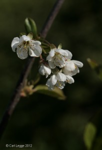 Morello cherry blossom