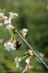 Bee on Morello cherry blossom