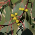 Fruits on eucalyptus
