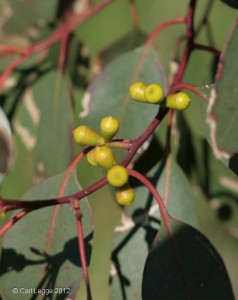 Fruits on eucalyptus