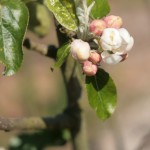 Apple blossom