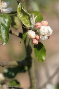 Apple blossom