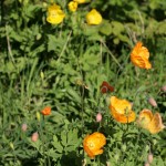 Welsh poppies