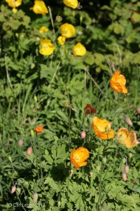 Welsh poppies