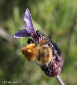 Bee on lavender stoechas