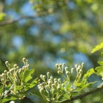 Beautiful hawthorn blossom