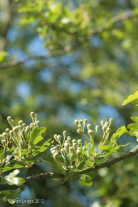 Beautiful hawthorn blossom