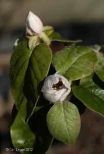 Insect in Quince flower