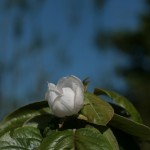 Quince 'Krymsk' flower