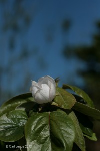 Quince 'Krymsk' flower