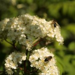 Insects on Rowan flowers