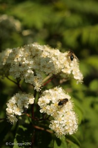 Insects on Rowan flowers