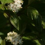 Cornus flowers