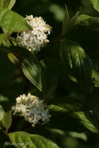 Cornus flowers