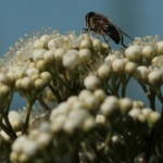 Insect on Rowan flowers