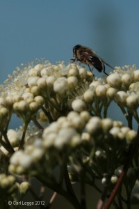 Insect on Rowan flowers