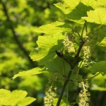 Sycamore flowers in sunlight