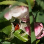 Ladybird enjoying the apple blossom