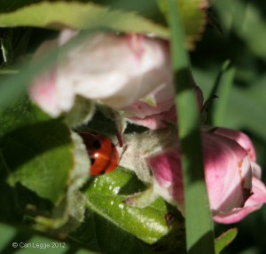 Ladybird enjoying the apple blossom