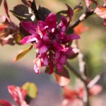 Red apple blossom