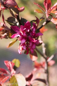 Red apple blossom