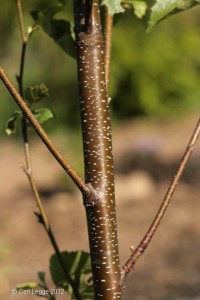 Bark of paper birch (Betula papyrifera)