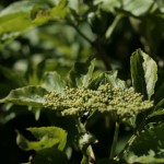 Flowers on elder - ones to watch