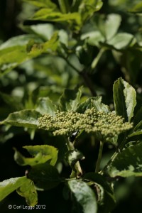 Flowers on elder - ones to watch